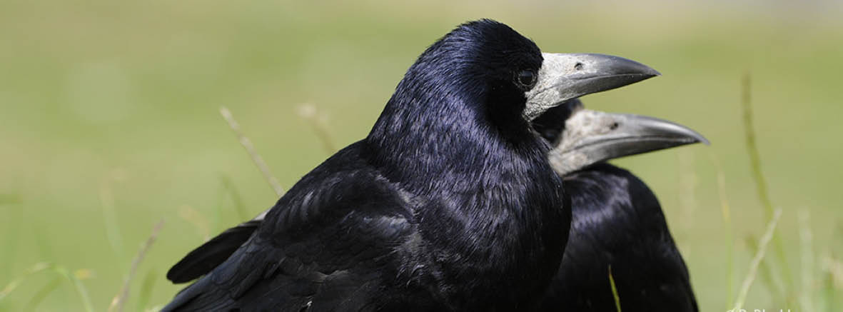 Battue aux corbeau freux
